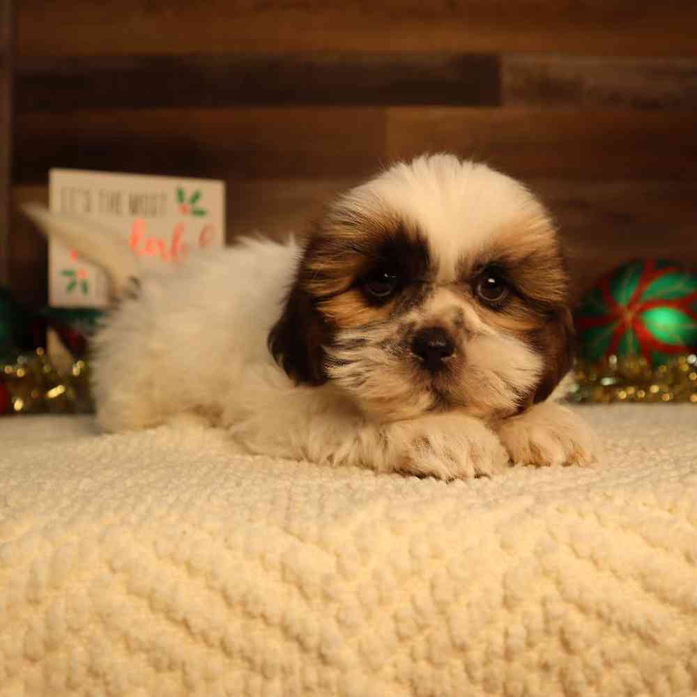 Female Shih Tzu Puppy for Sale in Blaine, MN