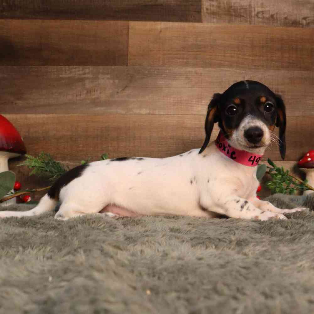 Female Dachshund Puppy for Sale in Blaine, MN