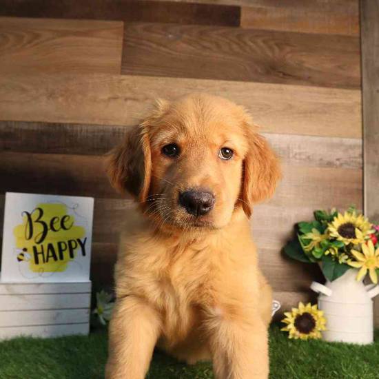 Goldilocks