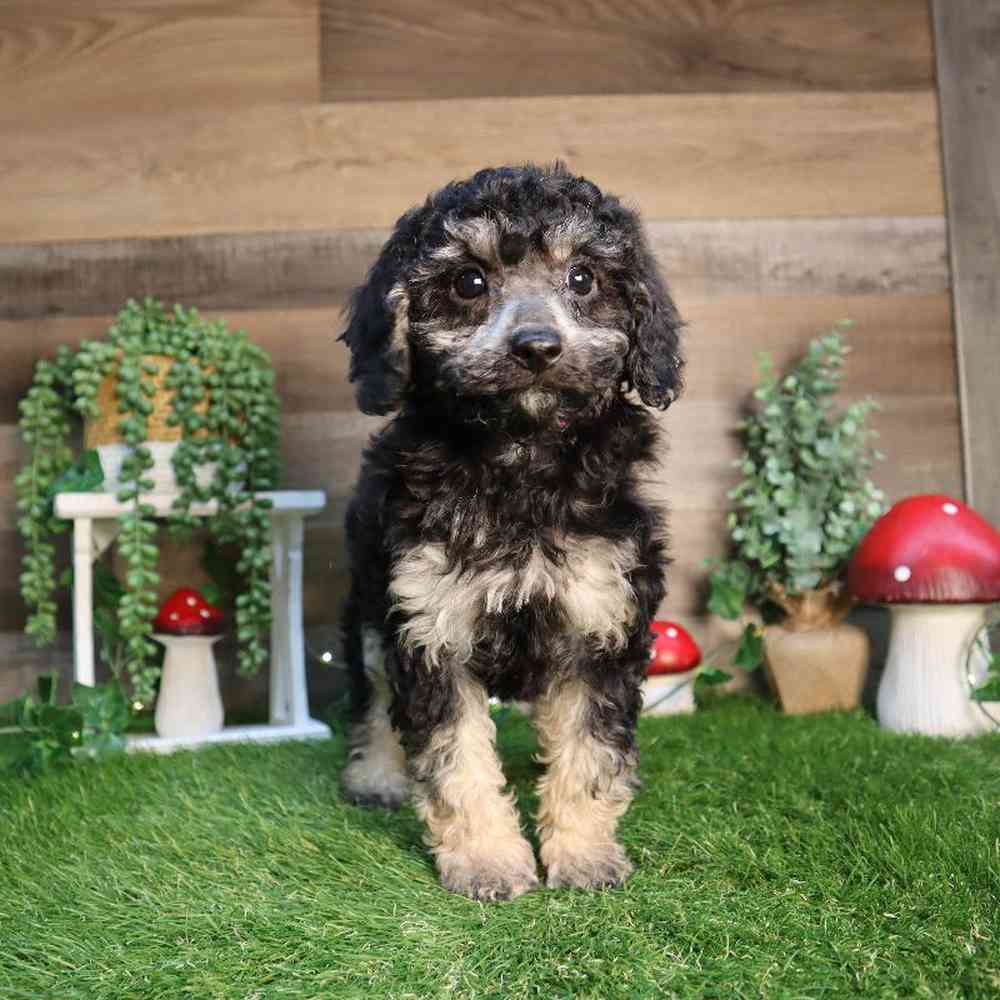 carousel pet images