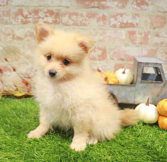 Pomeranian