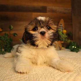 Shih Tzu