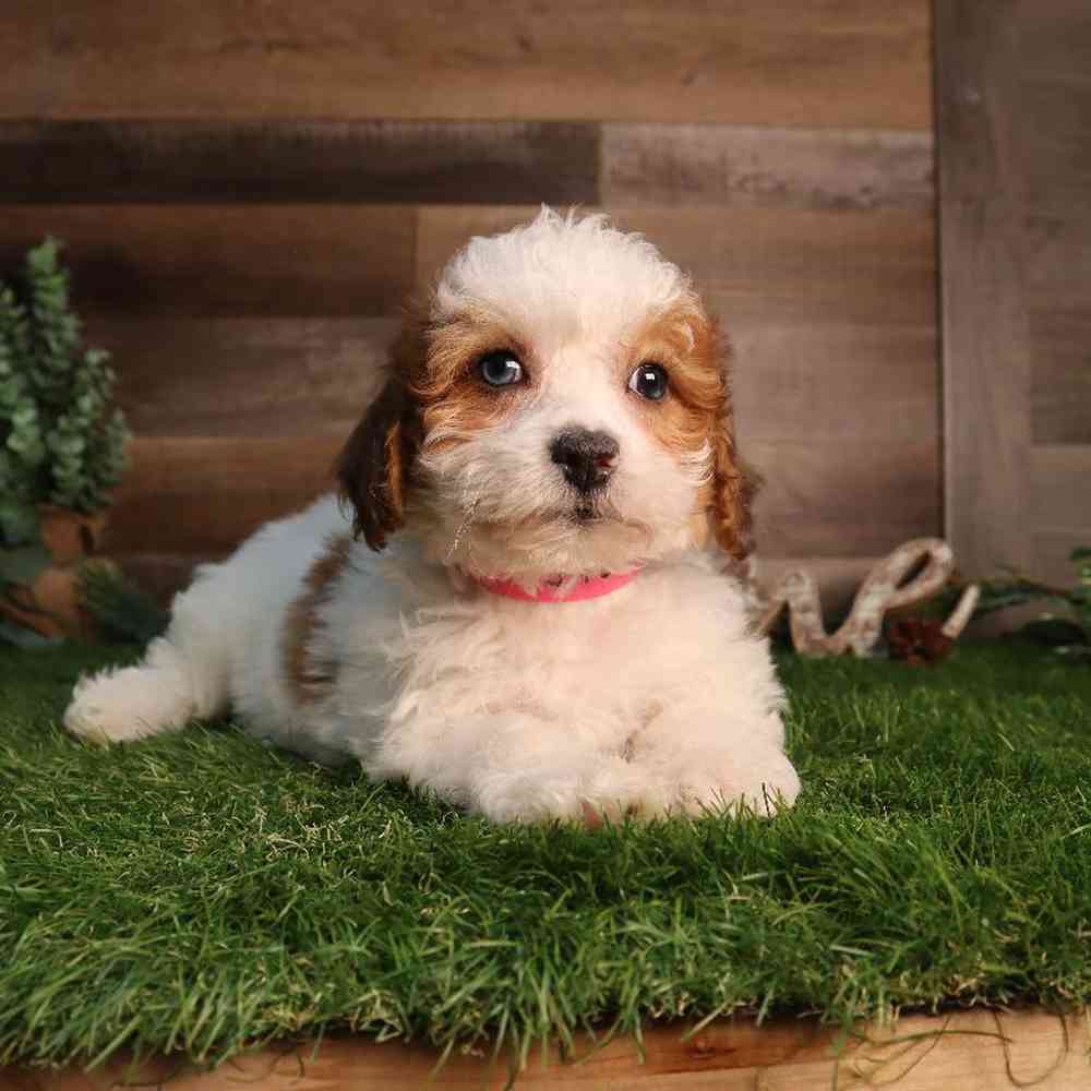 carousel pet images