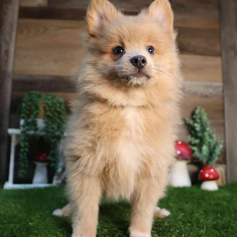 carousel pet images