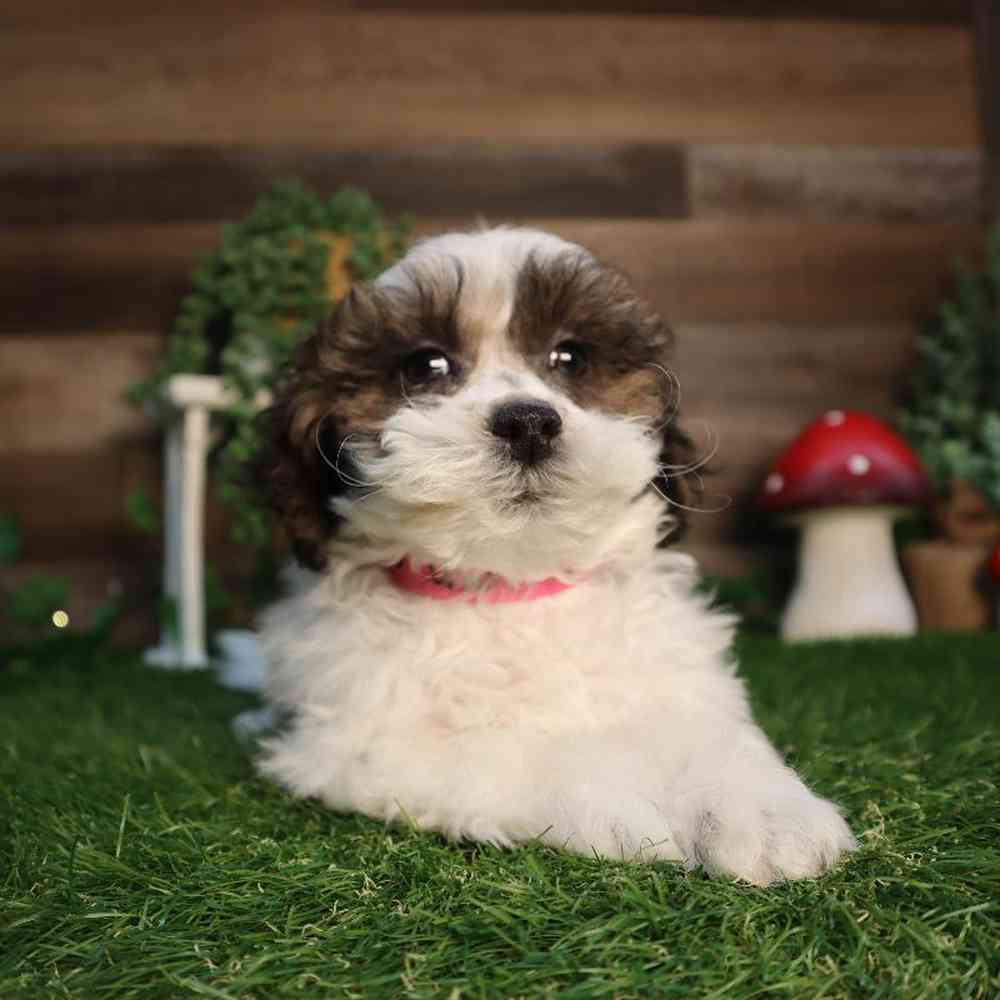 carousel pet images