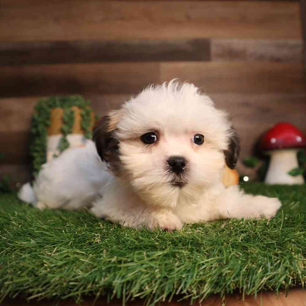 carousel pet images