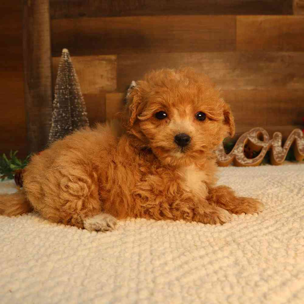 Female Goldendoodle Puppy for Sale in Blaine, MN