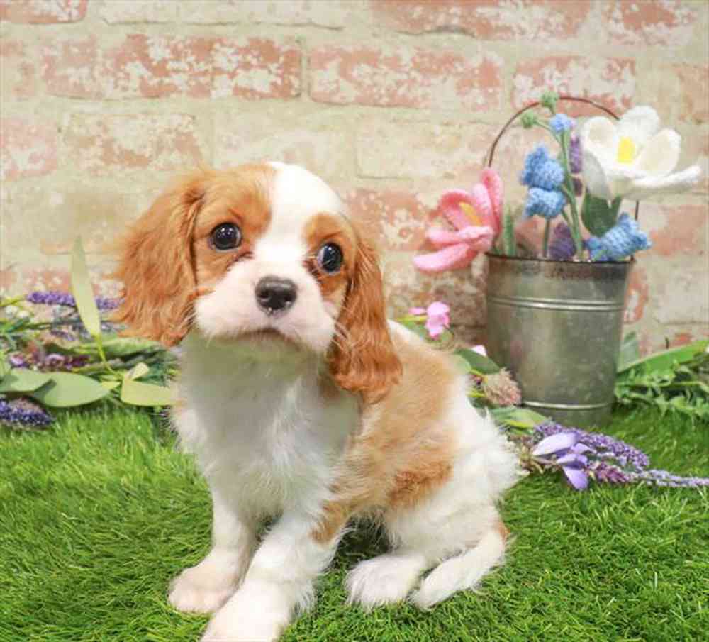 carousel pet images