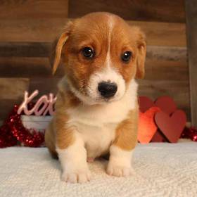Pembroke Welsh Corgi