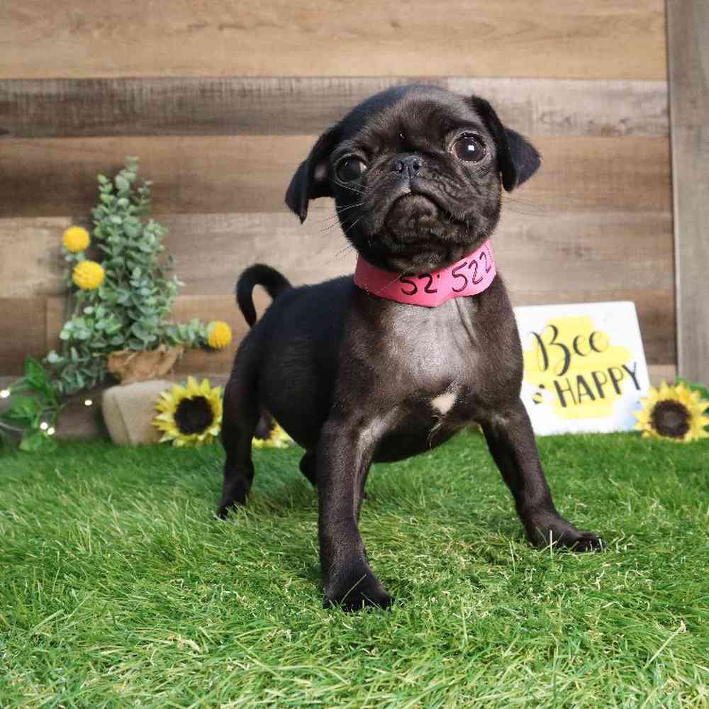 Female Pug Puppy for Sale in Blaine, MN