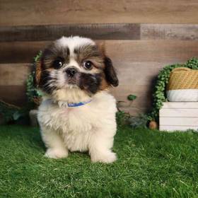 Pekingese-Shih Tzu