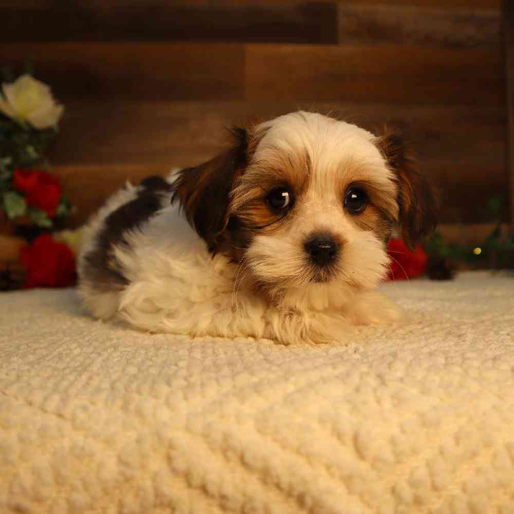 Male Shorkie Puppy for Sale in Blaine, MN