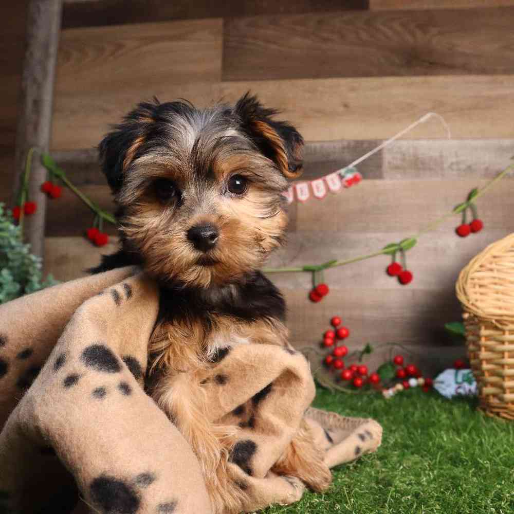 Male Yorkshire Terrier Puppy for Sale in Blaine, MN