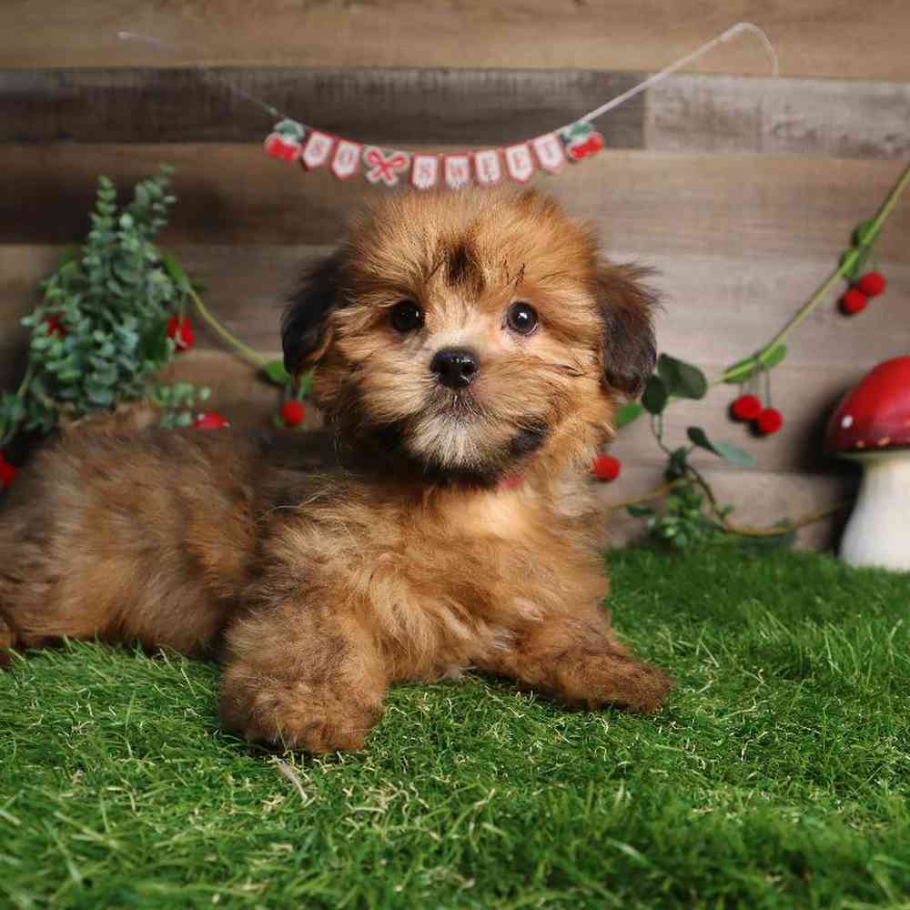 Female Shorkie Puppy for Sale in Blaine, MN