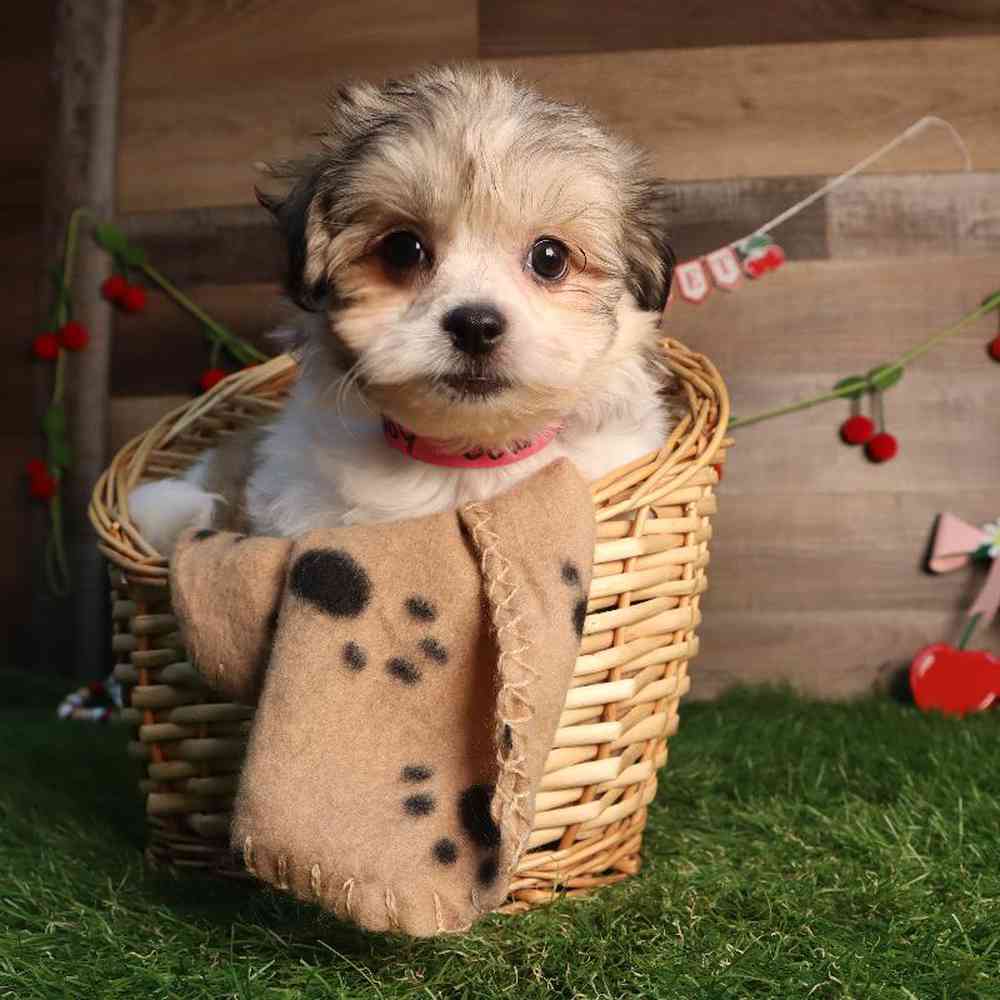 carousel pet images