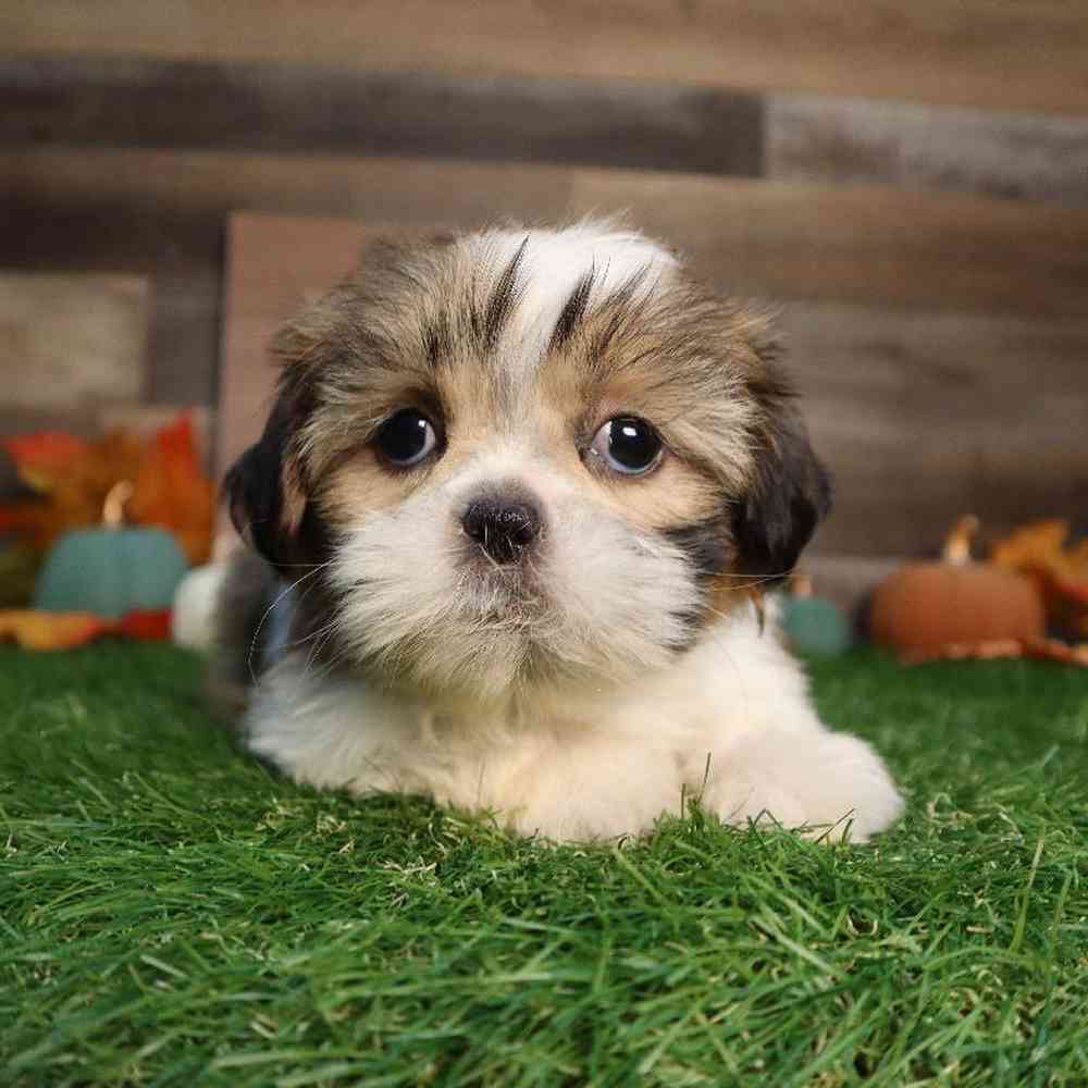 carousel pet images
