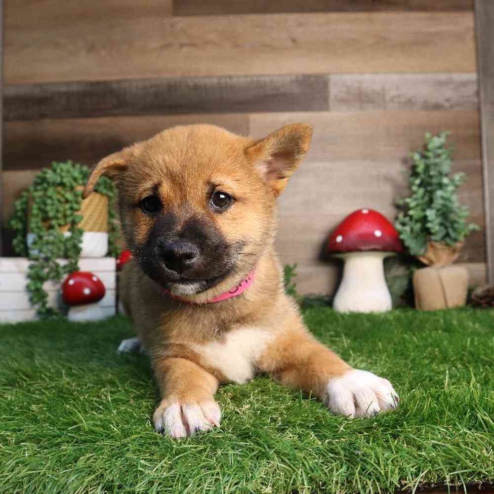 carousel pet images