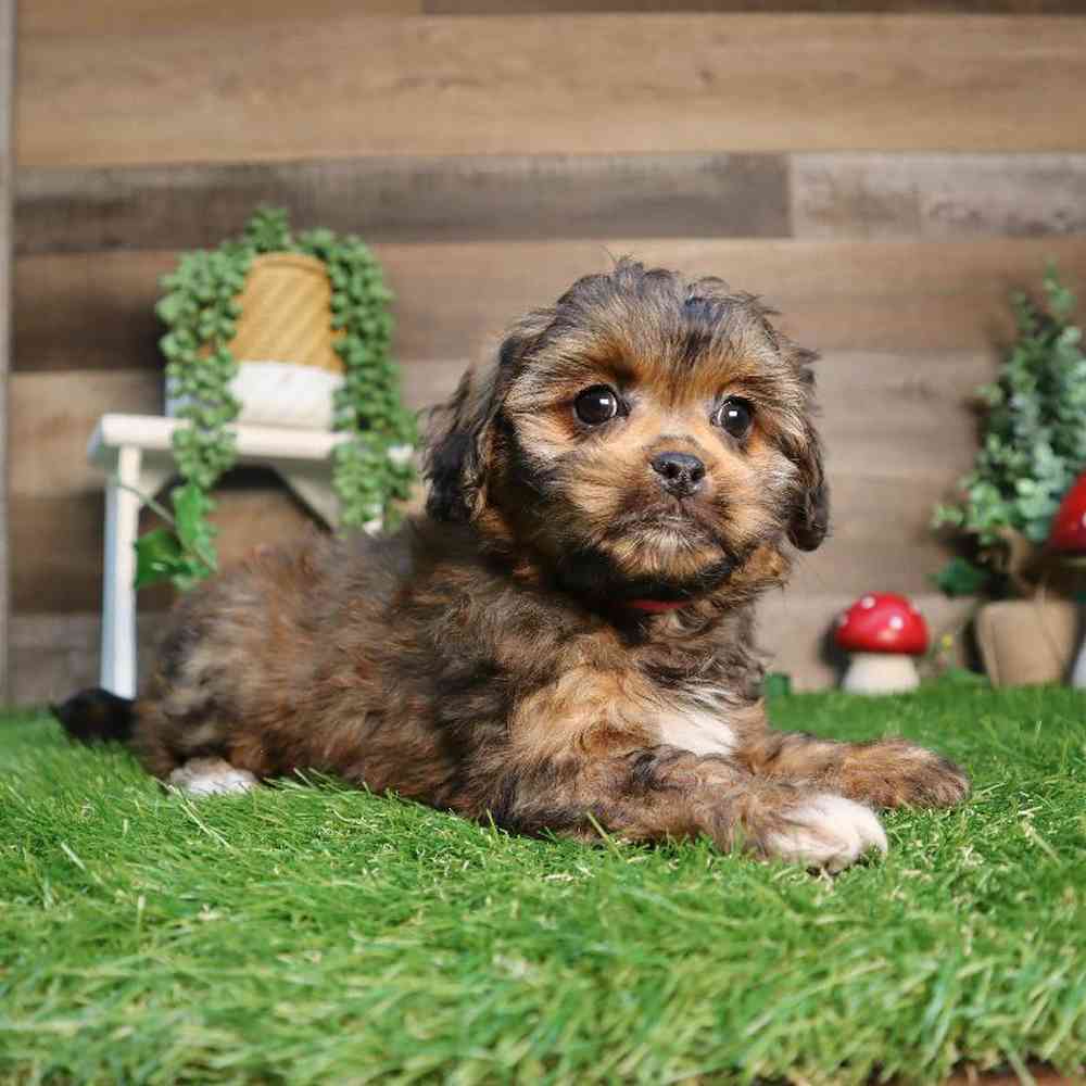 carousel pet images