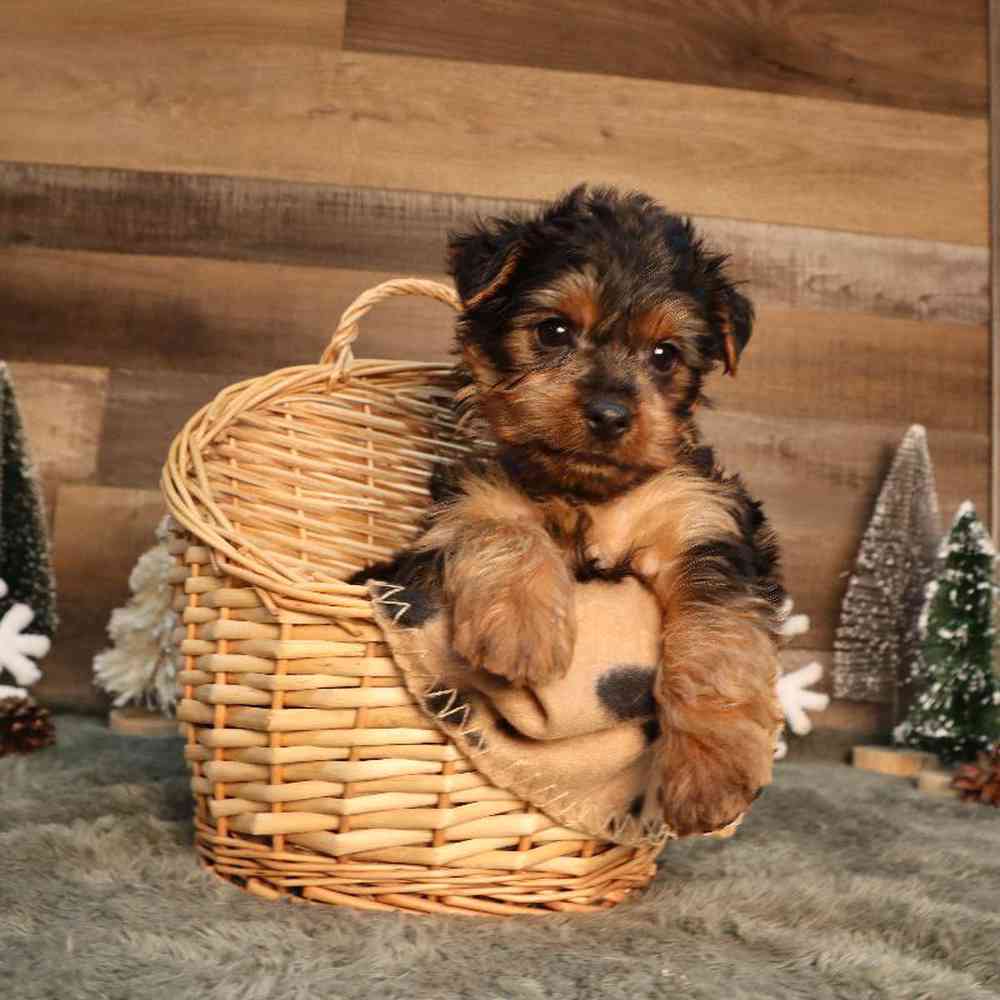 Male Yorkshire Terrier Puppy for Sale in Blaine, MN