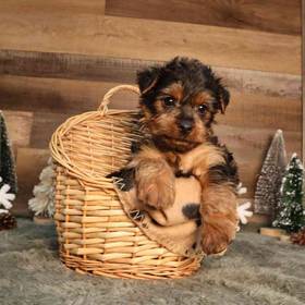 Yorkshire Terrier
