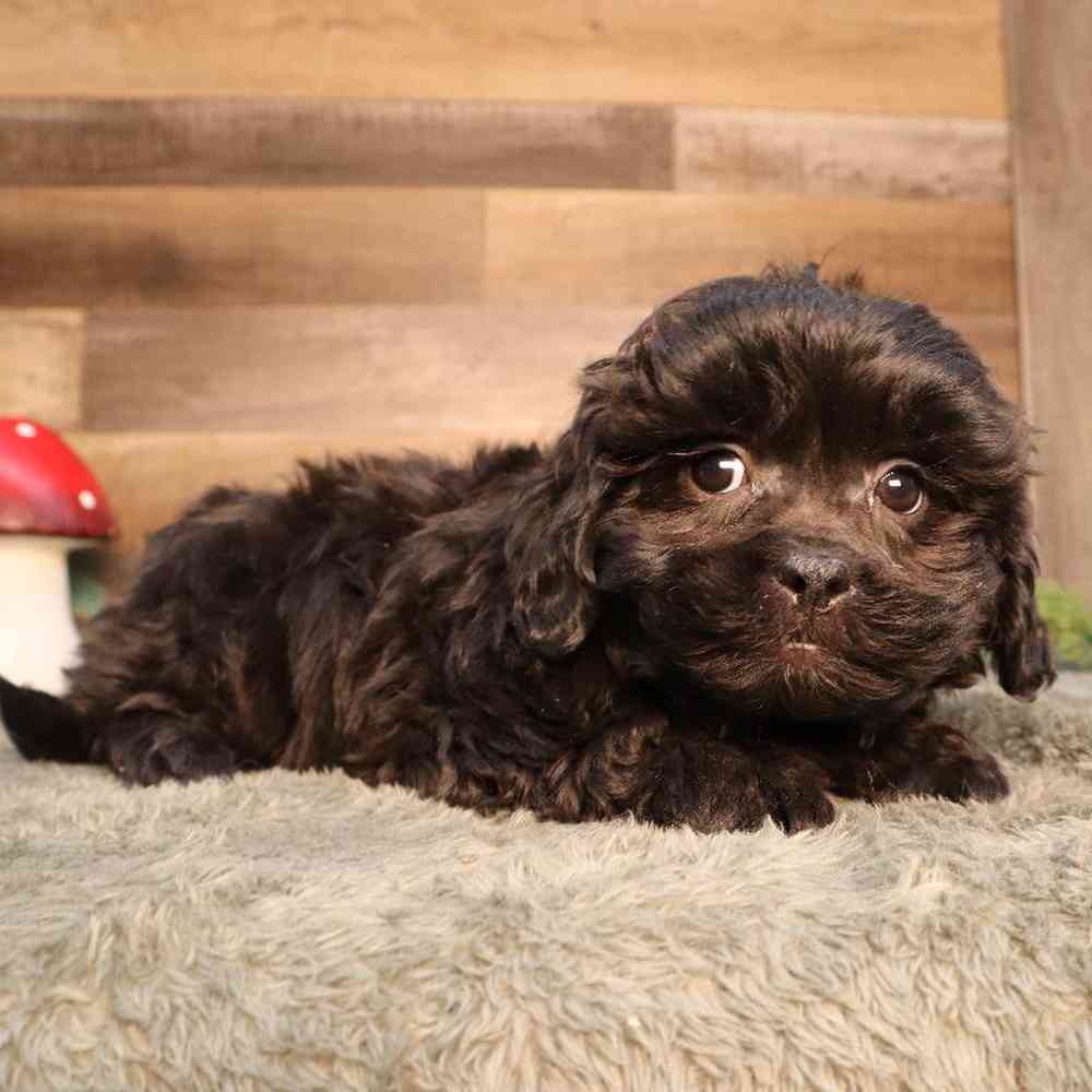 Male Shipoo Puppy for Sale in Blaine, MN