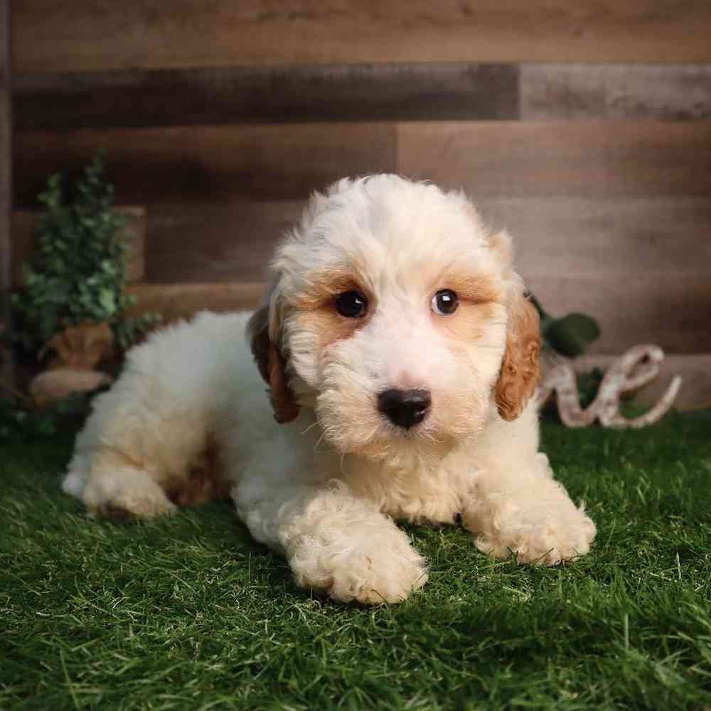 Male Mini Goldendoodle Puppy for Sale in Blaine, MN