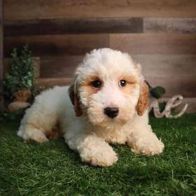 Mini Goldendoodle