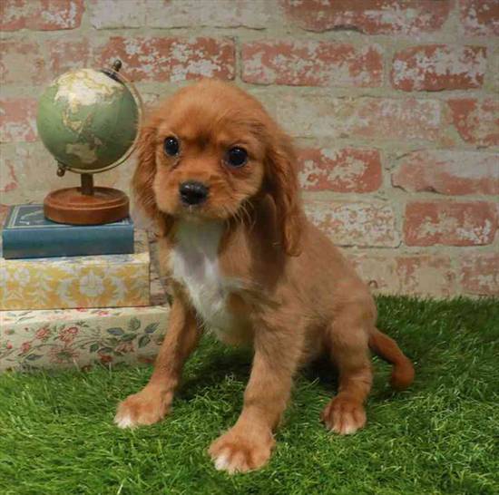 Cavalier King Charles Spaniel