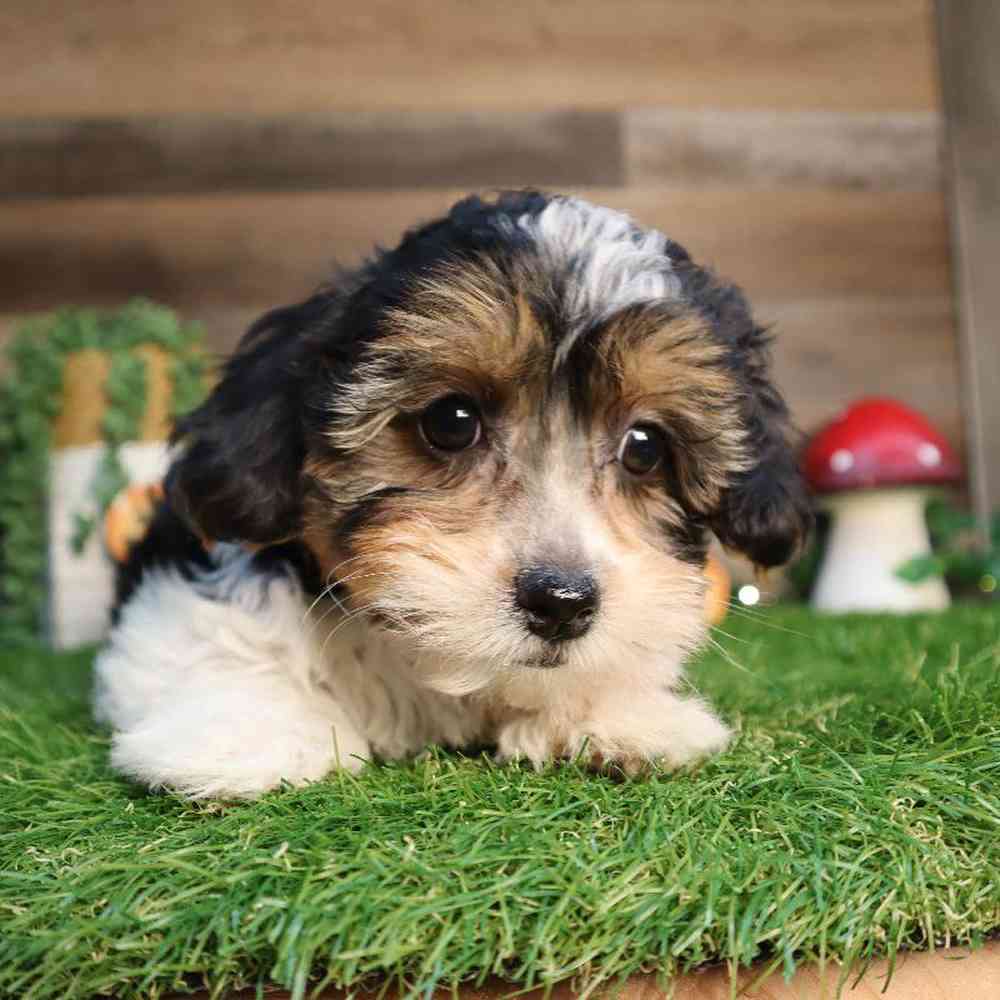 Male Teddy Yorkie Puppy for Sale in Blaine, MN