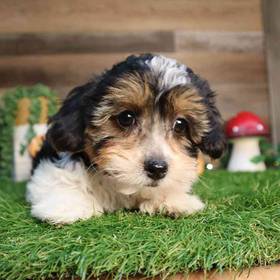 Teddy Yorkie