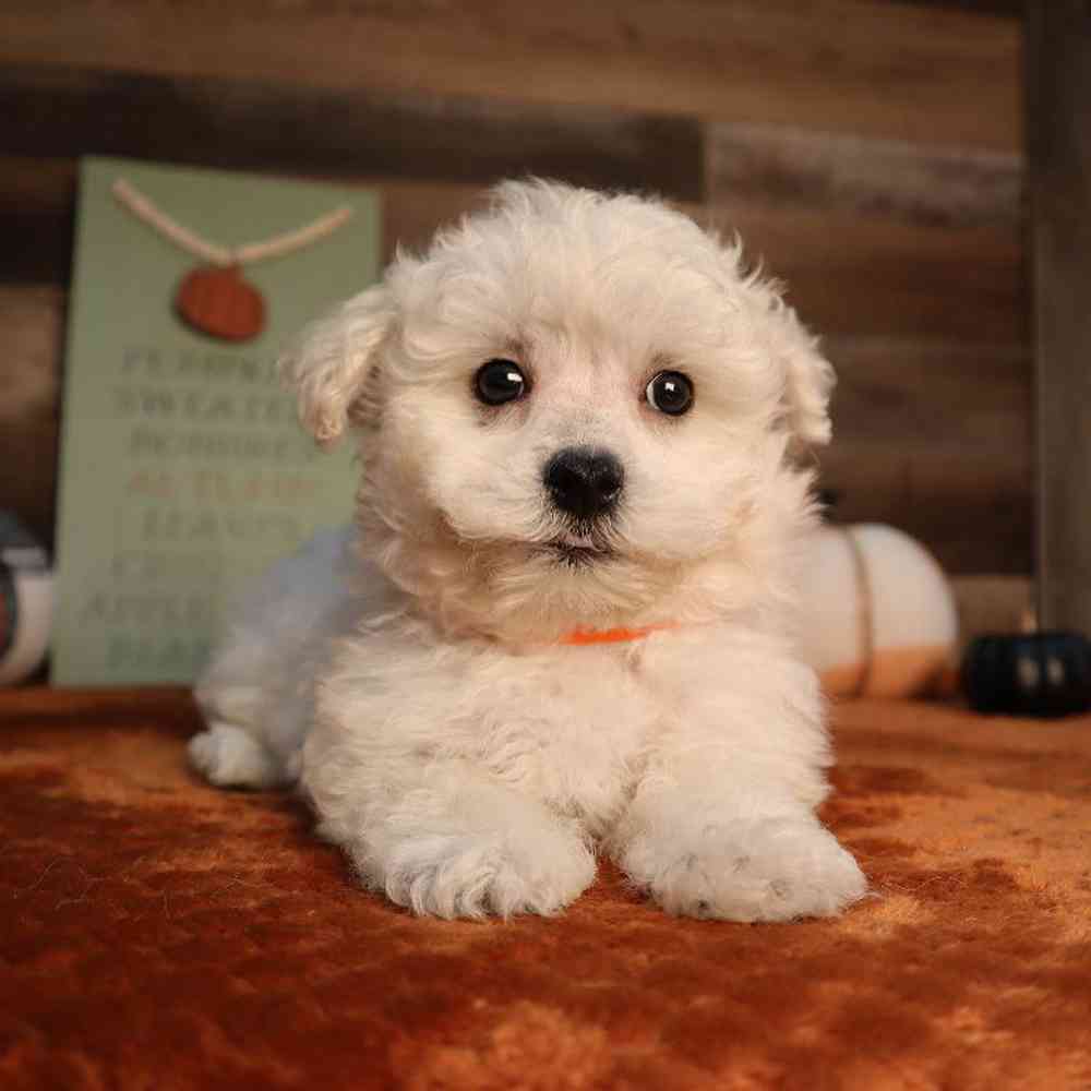 Male Maltipoo Puppy for Sale in Blaine, MN