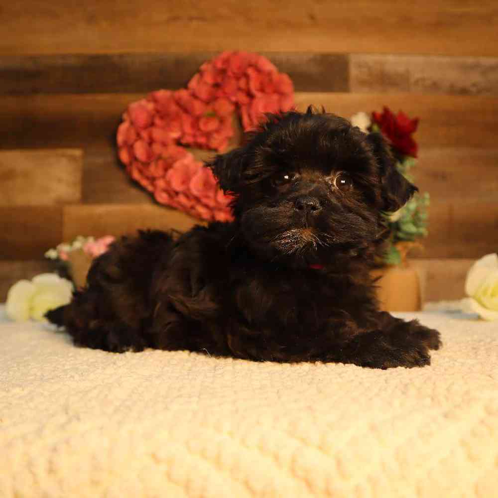 Female Yochon Puppy for Sale in Blaine, MN