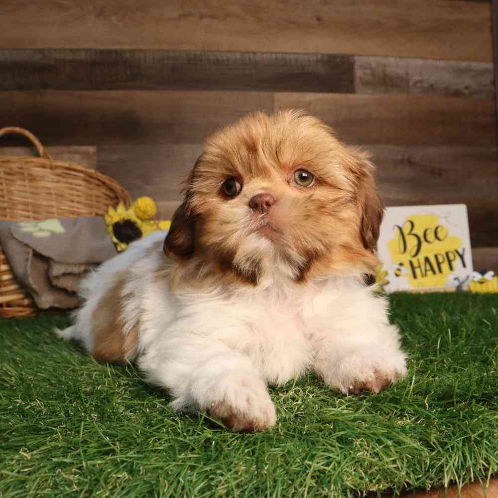 carousel pet images