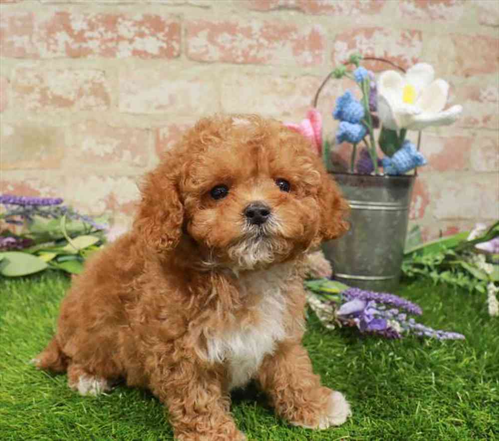 carousel pet images