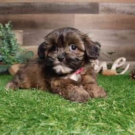 Shipoo