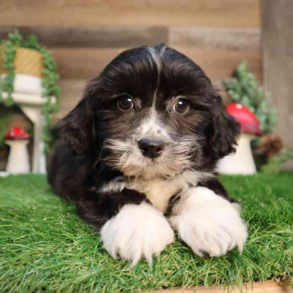 Male Teddy Bear Puppy for Sale in Blaine, MN