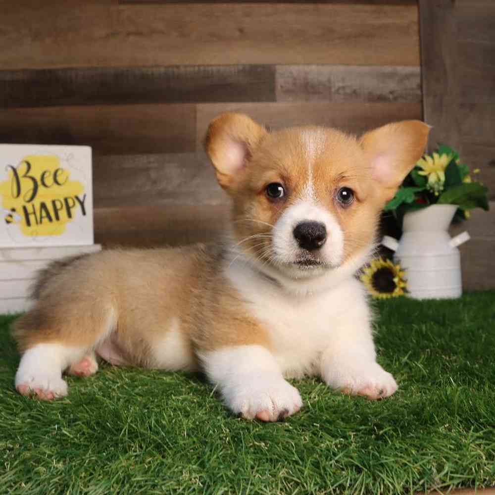 Image of a pet breed in the gallery