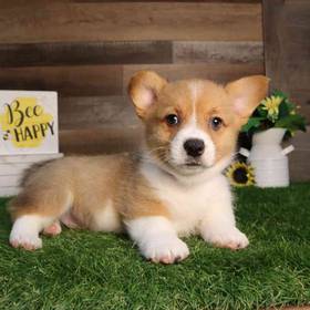 Pembroke Welsh Corgi