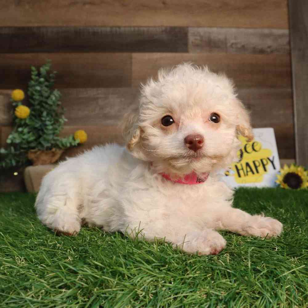 Female Poodle Puppy for Sale in Blaine, MN