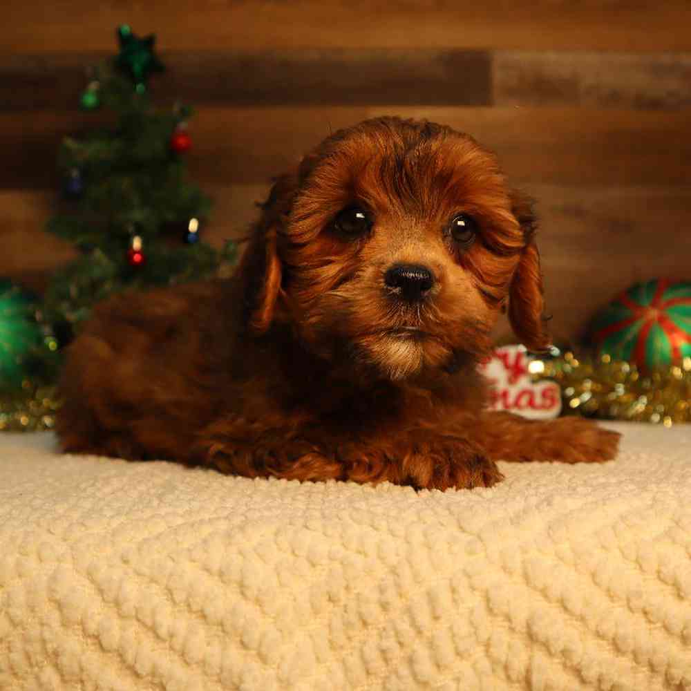 Female Shipoo Puppy for Sale in Blaine, MN