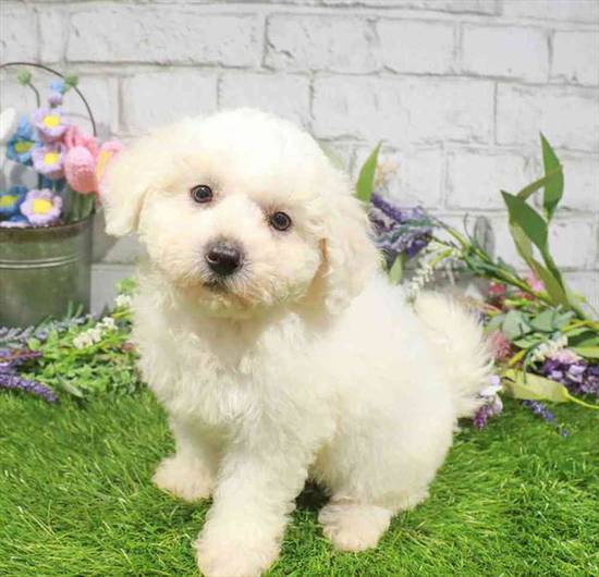 Bichon Frise