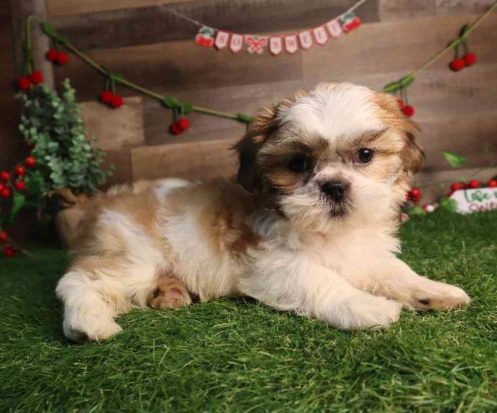 carousel pet images