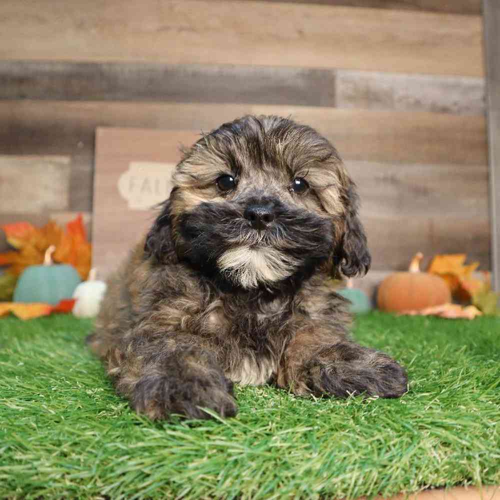carousel pet images