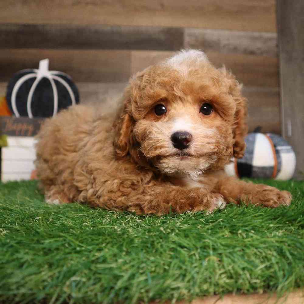 carousel pet images