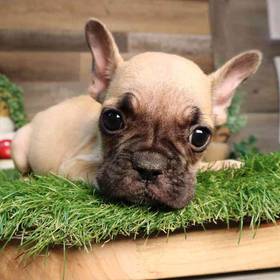 French Bulldog
