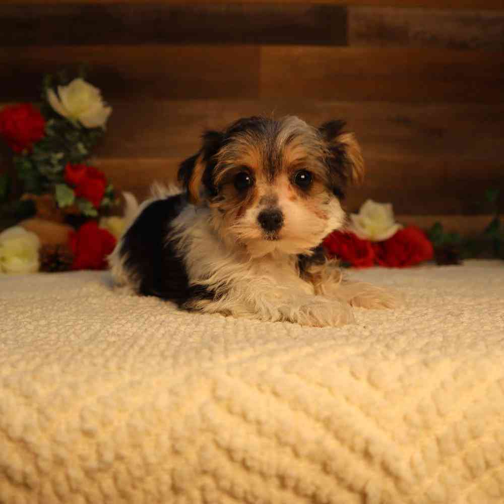 Female Morkie Puppy for Sale in Blaine, MN