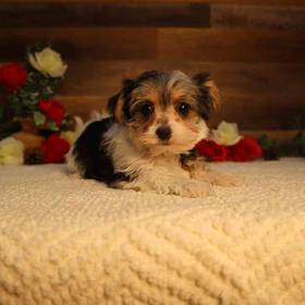 Morkie