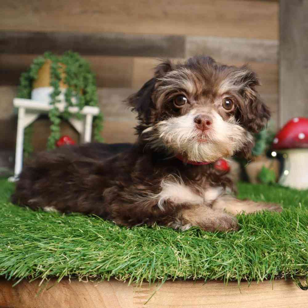 carousel pet images