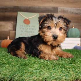 Yorkshire Terrier