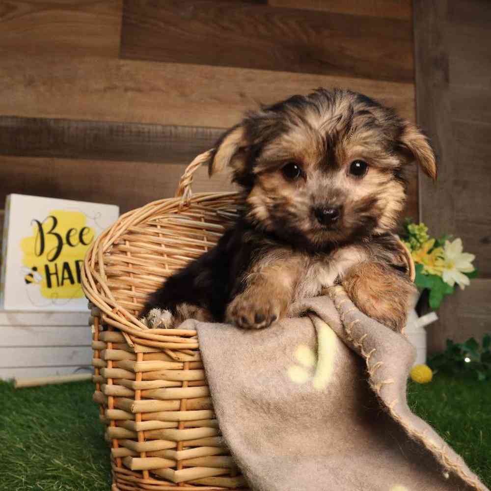Male Morkie Puppy for Sale in Blaine, MN